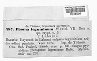 Phoma leguminum image